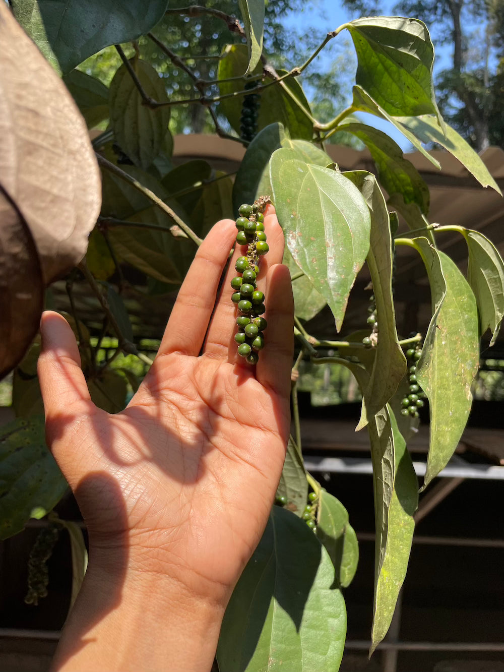 Pepper on the vine